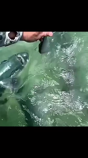 Fish TikTok on TikTok