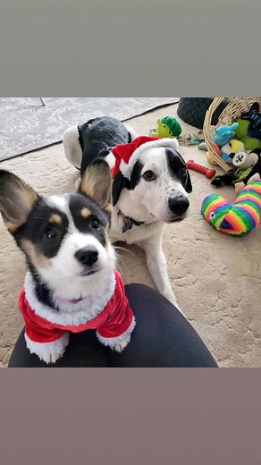 Sam Webster ( Dawn ) (@900433webstersamanther)’s videos with Step by step Brandon Davis - Brandon Davis