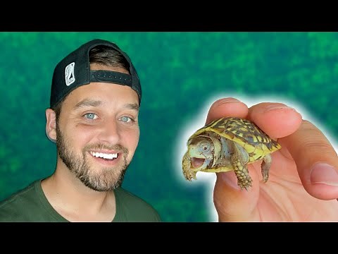 BABY ORNATE BOX TURTLE!!! (Unboxing & Enclosure Setup!)