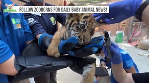 On this Thanksgiving Day, Zoo Miami Zoo Miami is excited and proud to officially announce the birth and provide the first images of a critically endangered Sumatran tiger! In addition to the profound importance that this birth has to the overall conservation efforts regarding these iconic big cats, it is especially meaningful to everyone at Zoo Miami following the recent loss of “Berani,” our adult male Sumatran tiger. In a bittersweet story of the “Circle of Life,” Berani is the father of this 