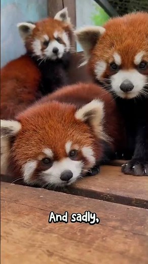 Red Panda: The REAL Reason It’s Called a Panda!
