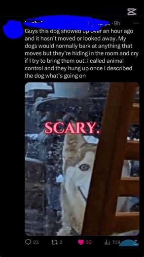 scary smile dog😈🫨😰