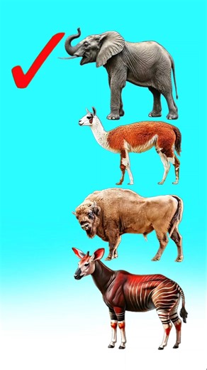 Elephant Llama 🦘 Buck Okapi Collection | Elephant Collection | Okapi Collection #shorts #ytshorts