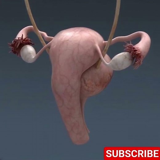 The Unbelievable Complexity of the Female Reproductive System