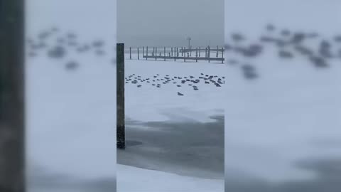 Winter Storm Brings Snow Ice and Outages | WeatherBug