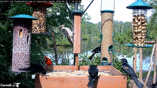 Watch the feathered residents of Sapsucker Woods flock to the freshly cleaned feeders at the Cornell Lab of Ornithology. Northern Cardinals, Blue Jays, Red-winged Blackbirds, multiple species of woodpeckers, and more all nibble on the offerings. Who's visiting your feeder today? Watch LIVE at AllAboutBirds.org/CornellFeeders | Bird Cams