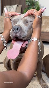 220K views · 7.1K reactions | ASMR Coconut Oil Massage For Reign . How Many Times Per Week Do You Give Your Dog A Coconut Oil Massage ? Doing This Weekly Can Stop So Much Shedding And Leave Your Dogs With Soft Shiny Velvety Fur  #cutedog #dogsofinstagram #doggrooming #dogcare #shedding #viral #viralreels #doglovers | reignstormpit | Facebook