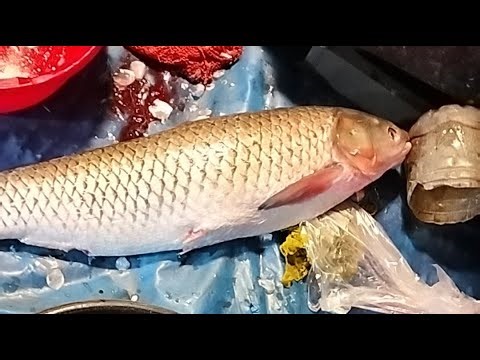 🔴 Live Fish Cutting ASMR | Fresh Seafood Processing from Market