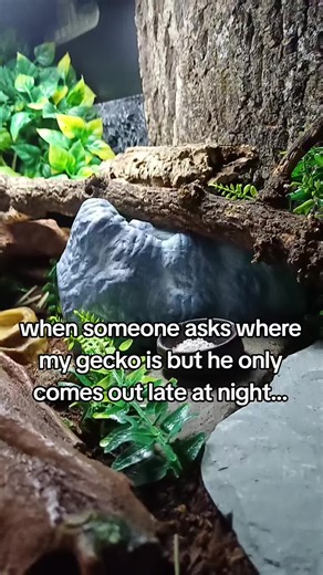 Leopard Gecko Habits: Nighttime Adventures