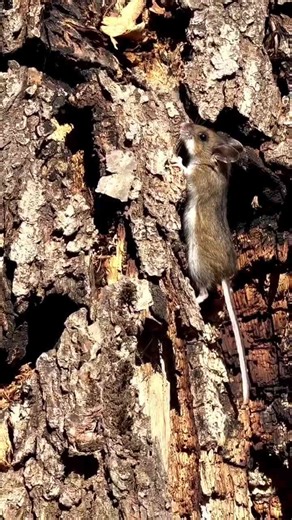 a quick woodshed build 💁🏼‍♀️