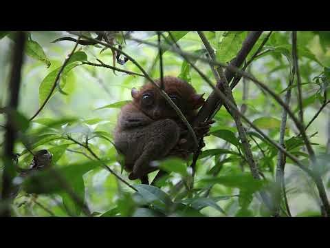 Tarsier Facts