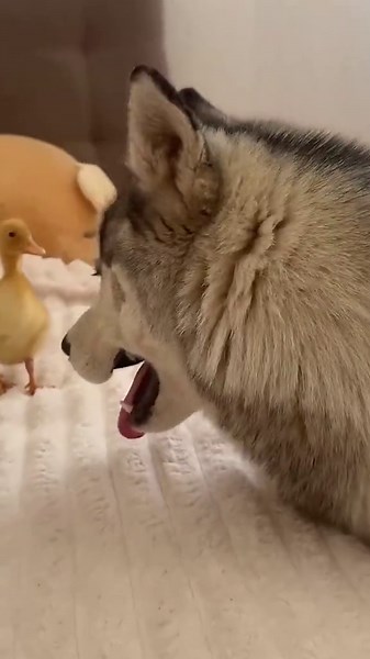 Giant Husky Excited by Baby Duckling's Antics