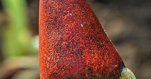 An evil gnome like creature terrorizes a farmhouse in Porterville