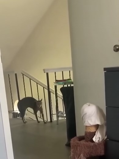 Кумедні коти та собаки на TikTok