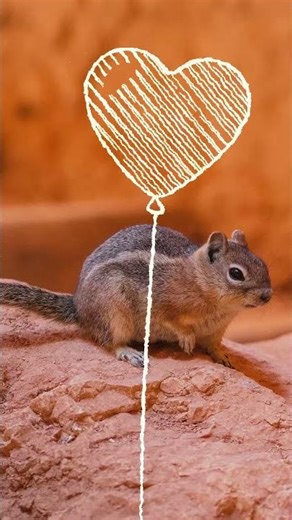 What is this? Chipmunk