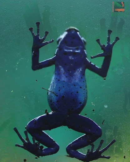 3K views · 327 reactions | It's World Frog Day!  Our strikingly beautiful Poison Dart Frogs are 'hoppy' to celebrate today! Native to South America, their electric blue and neon yellow colours warn predators they are toxic. Look closely as they twitch their toes to attract their prey! On this day, let's remember to protect their habitat and reduce our carbon footprint to help conserve them  | Australian Reptile Park | Facebook