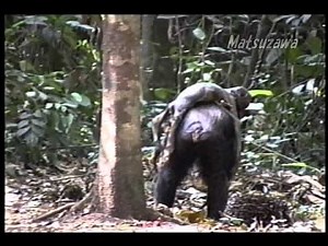 Death of an infant chimpanzee