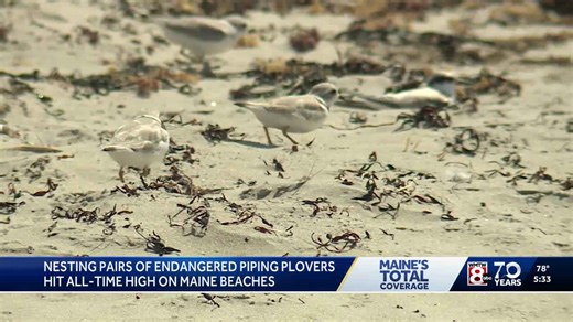 Piping plover numbers reach record highs in Maine
