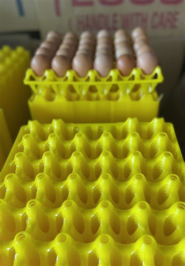 Durable Plastic Egg Collection Trays for Farmers