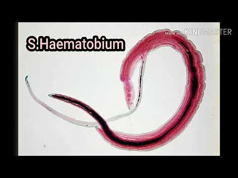 Parasitologie - 3ème cours : Les Schistosomoses