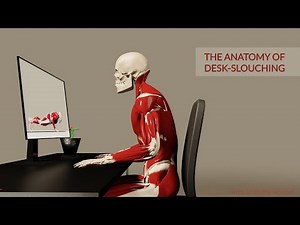The Anatomy of Desk- Slouching (3D Animation)