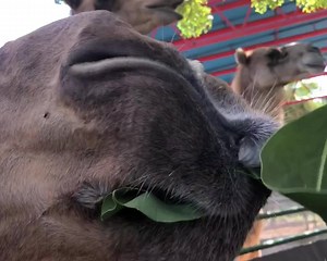 1.6K views · 47 reactions | Come and see our beautiful Dromedary camels in Critter Connection this weekend! You and your guests can feed and interact with these majestic animals and speak to our trained zookeepers, creating a memory that will last a lifetime!  Offered every day at 11:30 a.m., 1:30 p.m. & 3:30 p.m. $5 per feed | Zoo Miami | Facebook