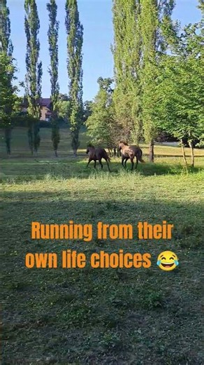 On today’s episode of SELF-DESTRUCTIVE & DRAMATIC: no thoughts, just speed 😎 #horse #appaloosa #run