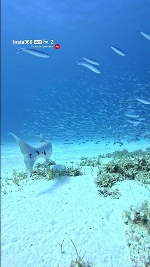 The great barracuda is one of the ocean's fastest ambush predators