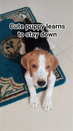 Cute beagle puppy learns to stay down #puppy #pets #shorts