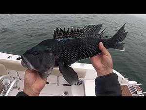 Learn how to catch Black Sea Bass in the New England area DIY