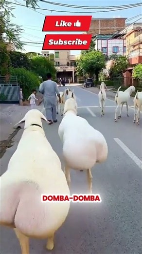 😱 Domba Ini Punya Ekor Terbesar yang Bikin Heboh! Bukan Editan! 🐑