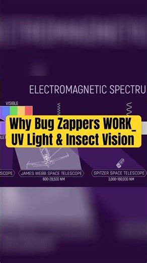 Why Bug Zappers WORK_ UV Light & Insect Vision #sciecne #science #fy #shorts #universe #trending