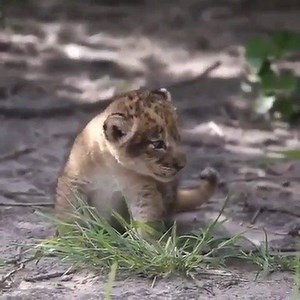 1.4M views · 1K reactions | SOUND ON** Adorable lion cub practising her rawww! Location: Botswana Credit: Unknown (Please DM for credit) Have your adventure today! Click here ---> bit.ly/33WThNJ | Nomad Africa Tours & Safaris | Facebook