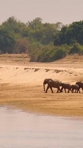 The Ultimate Goal in the Animal Kingdom! 👉 Watch the full video on Love Nature YouTube! #wildlife #monkeys #elephants #lions #lovenature | Love Nature