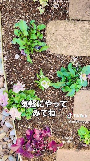 アリッサムの簡単な種まき方法🌸