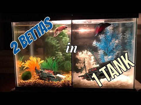 How We Put 2 Betta Fish in One Tank