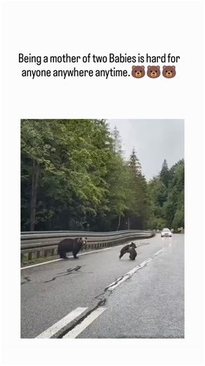 leonardko6 on Instagram: "This post reposts a 2021 viral video from Connecticut showing a black bear mother awkwardly herding her two cubs across a rainy highway, using humor to draw parallels between animal and human parenting struggles, which has garnered over 2,300 likes since its February 6, 2026 upload. Black bears (Ursus americanus) emerge from winter dens in spring with cubs weighing 5-10 pounds; while mothers can carry them short distances by the scruff, longer crossings like this expose