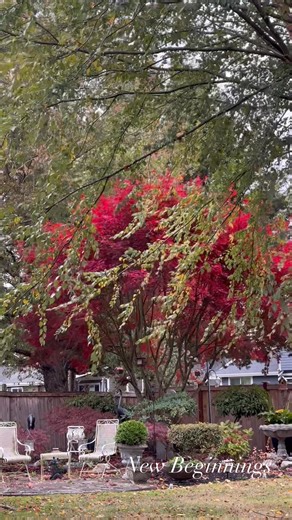 Love this Maple Tree! It turns this brilliant scarlet red every year. #fall #backyarddesign #backyardgarden #pnw #trees #october #NewBeginnings #color #mybackyardgarden #nature #mapleleafs #mapletrees #mygarden #husbandandwifeteam | New Beginnings | Facebook