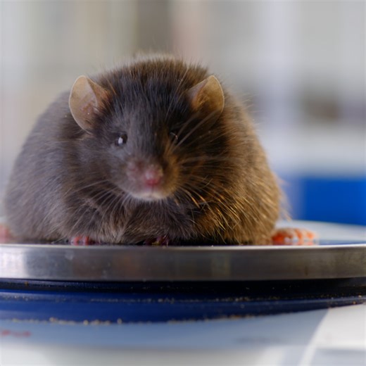 How the Hormone Leptin Helps Regulate Appetite