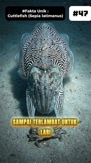 This Animal Can HYPNOTIZE You! #Shorts #Cuttlefish