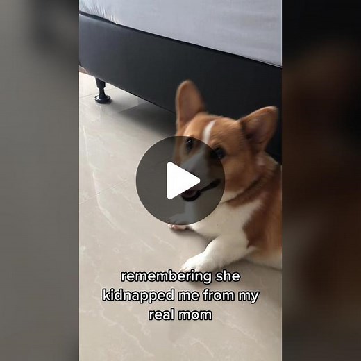 i’m ur real mum 😡 i gave birth to u 😡 #corgi #dogsofttiktok #corgisoftiktok #fyp #fypシ