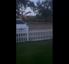 Ducks Don't Approve Of Mallard Friend's Flying