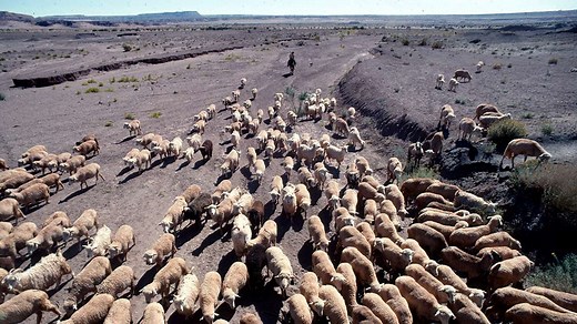 'We can't let these sheep go'