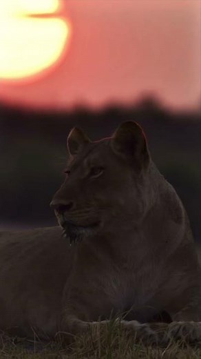 Chasing African Sunsets: 🦁🌞 A Lion's Golden Hour in the Wild #shorts