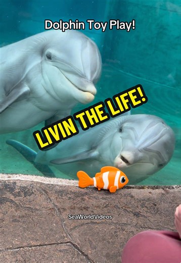 Discover the Dolphin Nursery at SeaWorld Orlando