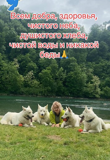 Всем добрым людям , всем, кто любит животных , здоровья , счастья и добра желают Ангелы мои и я! #мира #alpenedelweiss #моидрузья #білашвейцарськавівчарка #белаяшвейцарскаяовчарка #whiteswissshepherd #weißerschäferhund #bergerblancsuisse #🇨🇭dog #собакадлясемьи #бшо #wssh #wssd #positivity