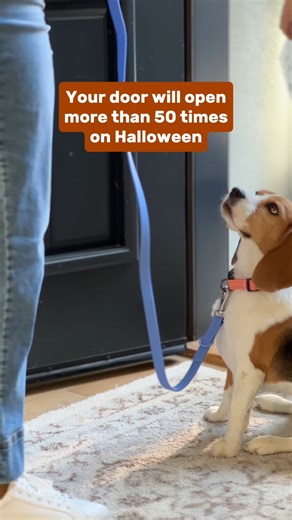 4.7K views · 17 reactions | Before trick-or-treaters arrive take 2 minutes to keep your pets safe this Halloween: ✓✓ Double-check pet collars & tags ✓✓ Create a 'safe room' away from the door ✓✓ Add your pet to your Life360 to use the Pet Finder Network if they go wandering ✓✓ Update contact information | Life360 | Facebook