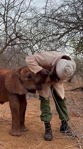 Mwinzi has a sweet tooth — and based on this behaviour, if he was partaking in an egg hunt today, he wouldn’t play by the rules! Because he is so young, the Keepers lend Mzinzi a helping hand out in the bush, picking an array of tasty greens. However, the ingenious little chap knows that they also carry an assortment of sweet treats, like lucerne pellets and sugarcane. See how he ignores Kingoo’s offerings and instead investigates every single one of his pockets! You may laugh at Mwinzi's refine