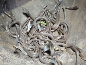 782K views · 3.1K reactions | 111 baby cobras were found in a house in Odisha's Bhadrak district. Family members panicked on seeing the baby reptiles and called Snake Helpline. | The Times of India | Facebook