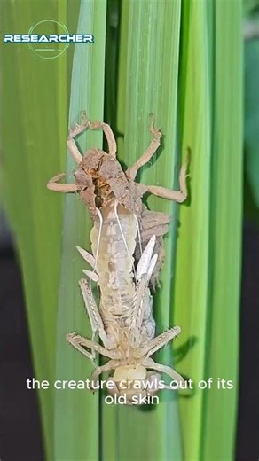 🪳 Insect Shedding Its Skin – Nature’s Creepiest Transformation